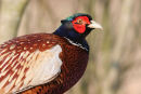 07-6145 Pheasant (Phasianus colchicus)